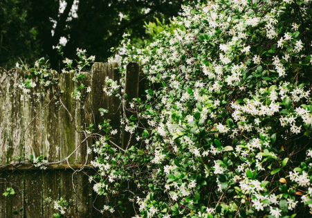 Jasmine (Jasminum)