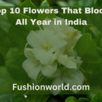 Top Flowers That Bloom All Year in India