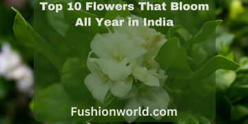 Top Flowers That Bloom All Year in India