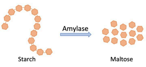 Breaker of Carbohydrate: Amylase 