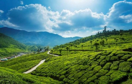 Home of Neelakurinji: Munnar 