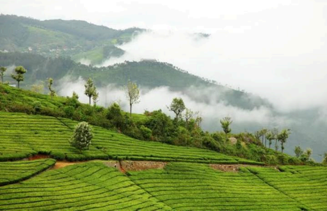 Aura of Sandalwood Forests: Coonoor 