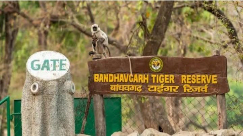 Bandhavgarh National Park, Madhya Pradesh 