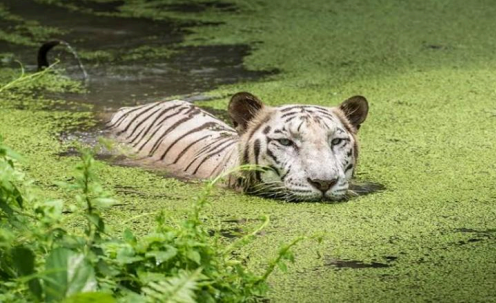 Sundarbans National Park, West Bengal 