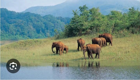 Periyar Wildlife Sanctuary, Kerala 