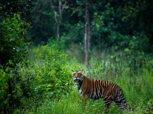 Pench National Park, Madhya Pradesh