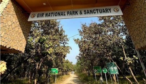 Gir National Park, Gujarat 