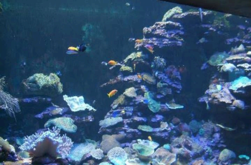 Sea World Aquarium, Ramanathapuram 