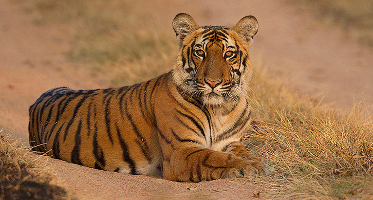 Dostpur Wildlife Sanctuary, Dostpur