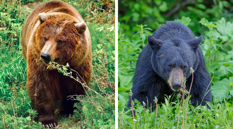 Characteristics of a Bear — Black and Grizzly Bear