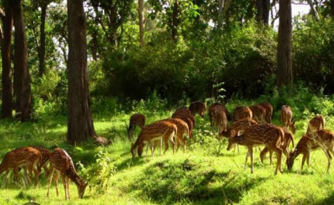 Barnawapara Wildlife Sanctuary 