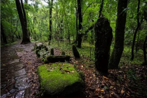 Mawphlang Sacred Forest 