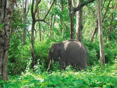 Khawnglung Wildlife Sanctuary 