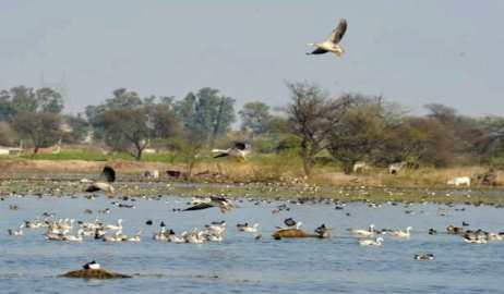 Sultanpur National Park (near Gurugram)