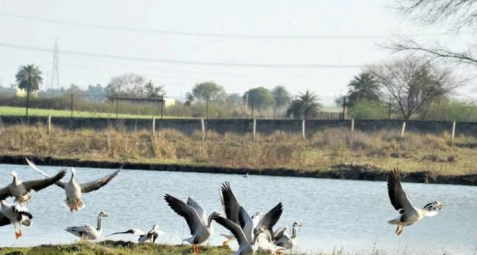  Sultanpur Bird Sanctuary, Gurgaon