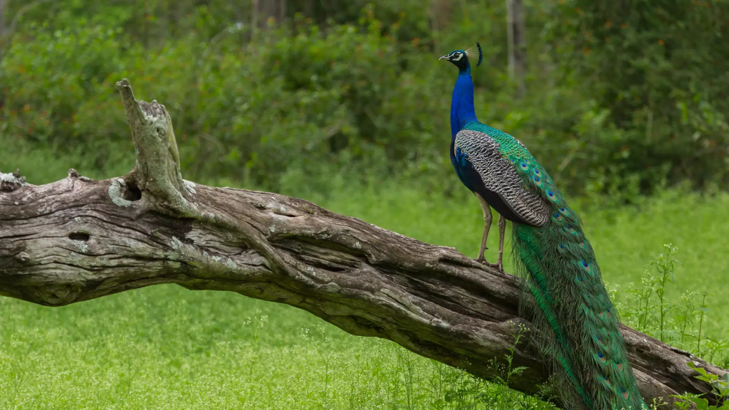 Mudumalai National Park