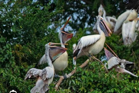 Ranganathittu Bird Sanctuary, Srirangapatna