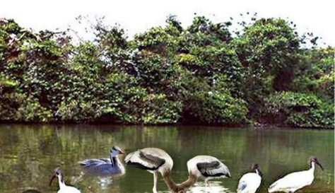 Bonal Bird Sanctuary, Yadgir