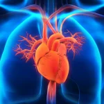 Heart Disease: A Closer Look With A Cardiologist