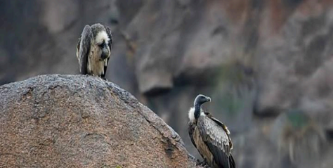 Ramdevara Betta Vulture Sanctuary, Ramanagara