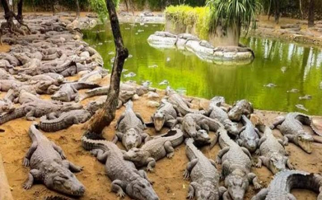 Madras Crocodile Park, Kelambakkam