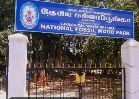 National Fossil Wood Park, Thiruvakkarai