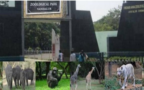 Arignar Anna Zoological Park, Vandalur